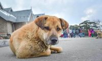 流浪狗闯入商场里，保安没暴力赶走反而收编了它，成为一只维护犬