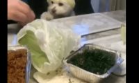 主人家用包菜叶子放到狗狗的头顶，它还一脸可怜脸，传说故事中的菜狗？