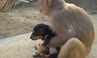 猴子抱着小狗流落街头,死活不肯松手
