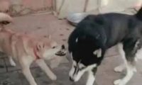 哈士奇被柴犬欺负,于是二哈找来大哥帮忙,结果柴犬尴尬了