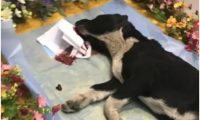 狗狗死了眼睛没闭 | 狗狗死的时候变得皮包骨,眼睛也没闭上！