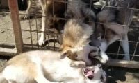 二哈碰到一群狼犬，给我哈哥一个面子