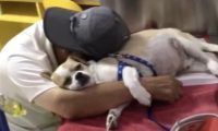 9岁狗狗生病就医 老人和它依偎着在输液台睡着