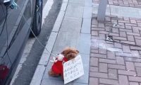 女子临时停车将狗拴车门上,并给汪挂上纸牌,看清后:也太机智了