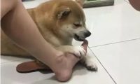 逗比主人强迫柴犬闻自己的脚臭，柴犬的表情亮了！