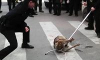 流浪狗太胆大，一条街咬了20多人，最后警察出动才制服流浪狗