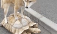 狗狗出门溜达太酷炫，引来网友陆续停留照相，网民看过捧腹大笑