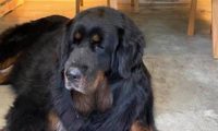 巨犬在店，不怕可进！虽然狗狗在打瞌睡，但没人敢进门！