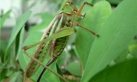蝈蝈身份信息