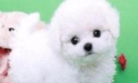 自从养了狗之后,最大的乐趣就是逗他,而且非常护主