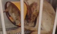 流浪狗跑进店里讨食物，却被老板泼了热油