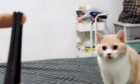 猫咪喜欢捡东西,动作和狗狗类似,网友看了都无语