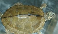 阿拉巴马地图龟身份信息