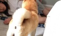 狗窝被小主人霸占了,柴犬就坐在窝前昂着头