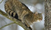 狗比猫忠诚？不知主人已去世，猫咪在医院门口守候数月
