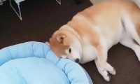主人给柴犬买来新狗窝,它却分毫不高兴,狗:我还是喜爱睡木地板!