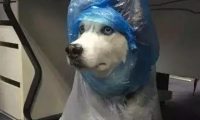 网友给哈士奇穿上自制雨衣，下一秒二哈怀疑狗生了，笑喷！