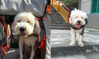 九岁老狗身体一落千丈，主人带它最后一次去旅游，诸多网民被打动