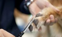 训狗训犬教程：怎么正确的帮狗狗剪指甲