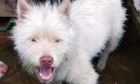 下司犬夹断半截后腿后，被主人嫌弃，狗肉价卖给了贩子