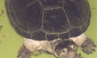 非洲棱背泥龟身份信息