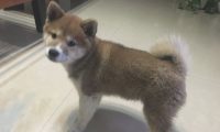 柴犬家里烦闷,它忙里偷闲科学研究起“体操”,狗:主题活动骨筋!