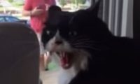 宠物猫对新狗狗非常不满 气得龇牙咧嘴