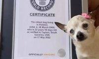 吉尼斯世界纪录官方认证!全球最年长的狗去世:终年22岁