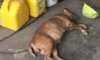 一只对“软垫”迷之热爱的狗狗,背后的原因却让人泪目