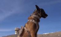 军犬因撒娇火遍全网,亲亲贴贴还偷偷牵手…网友:训导员可真帅!