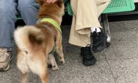 走丢柴犬误闯进地铁站，工作人员找到后抱它离开，像明星