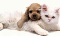 动物狗和猫的欢乐时光 | 融化的爱:可爱狗狗和萌猫的快乐生活