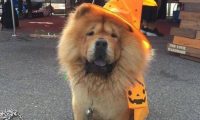 关西空港捕获狮子王 原来是超呆萌鬆狮犬