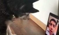狗狗和主人开视频,狗狗太过思恋主人抚摩显示屏,主人欣慰十分