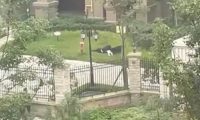 四川崇州幼童被狗咬伤后续！黑狗主人已到案！最高可被判刑七年！