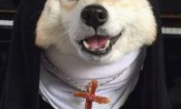 铲屎官脑洞大开,柴犬变修女,这邪魅一笑太帅了!