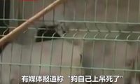 安徽一老太被邻家狗咬死,肇事狗竟“上吊自杀”?村主任回应亮了
