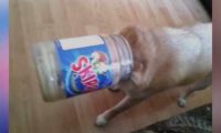 柴犬偷食物品被发觉，結果悲剧了，主人看过都禁不住哈哈大笑！