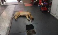 主人回家了发觉狗子头竖直朝下，认为它死了了，走以往一看笑喷了