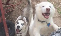 两岁哈士奇报名参加招聘面试，一不小心变成了军犬，三个月后却悲剧了