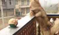 狗狗被妈妈念叨吃不消，每天盼主人家来接，见到相片凌乱了