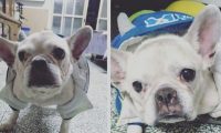 斗牛犬看见疑似前主人的背影 发现认错后失望流泪