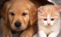狗和猫拜把子?作为“哥哥”的狗子,偷学开门只为看猫咪