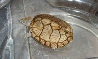 刀背麝香龟身份信息