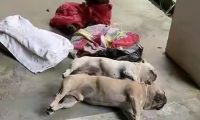 贵州一小区8条名贵宠物狗被毒死，狗主人抱着尸体崩溃痛哭