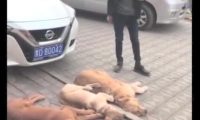 三只金毛狗狗敲诈小轿车车主，规定赔许多食材，车主通电话警报