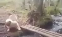 狗狗担心过竹桥，闭上眼回来太搞笑，主人高兴得合不笼嘴！