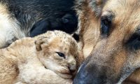 德国牧羊犬成为两只小狮子的“妈妈”