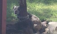 比特犬被主人绑树上虐待 幸得志工和警察帮助获得解救