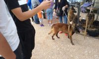 一只五岁的马犬商贩仅500元出售，男子却觉得价格高了！